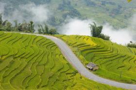 Góc cua &quot;triệu view&quot; phủ vàng màu lúa chín ở Lào Cai đẹp như tiên cảnh