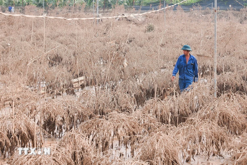  Nỗ lực &quot;hồi sinh&quot; vùng trồng đào Nhật Tân sau bão lũ 