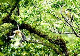 Hà Giang có hai quần thể voọc mũi hếch 