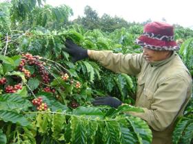 Giá cà phê hôm nay 28/9: Arabica cao nhất 13 năm, Robusta liên tục lập đỉnh