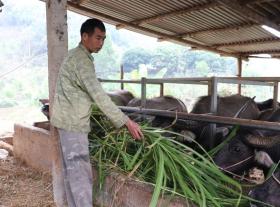 Đầu tư nuôi trâu vỗ béo, nuôi ba ba, người dân Bắc Kạn sử dụng tiền vốn Quỹ Hỗ trợ nông dân hiệu quả