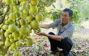 Giúp nông dân Long An có vốn nuôi bò, trồng mít, làm nhang…  第2张