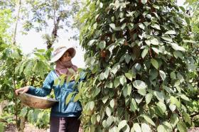 Giá tiêu hôm nay 16/10: tăng trở lại ở Đông Nam Bộ và Gia Lai