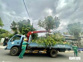 Đón bão nhiều, hơn 62.000 cây xanh ở Đà Nẵng được cắt tỉa thế nào?